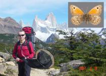 With Monte Fitz Roy in the backround, collecting in Patagonia, Argentina, 2007: <i> Argyrophorus chiliensis </i>.         